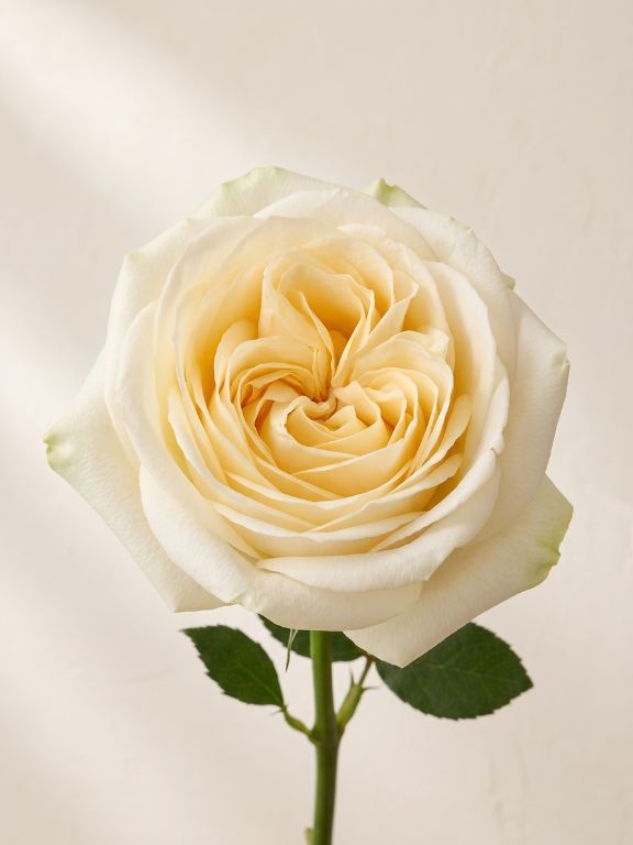 CANDLELIGHT CREAM ROSE